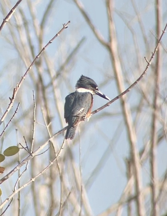 Belted Kingfisher - ML144590631
