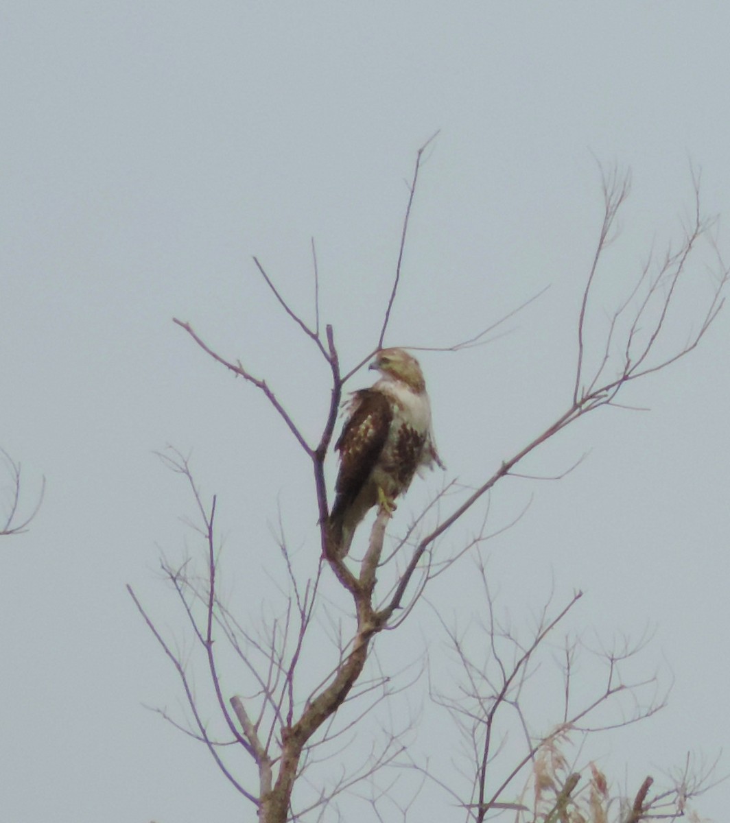 Red-tailed Hawk - ML144592241