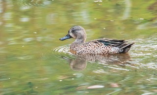 Blue-winged Teal, ML144593801