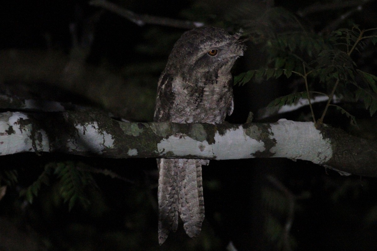 Marbled Frogmouth - ML144602561