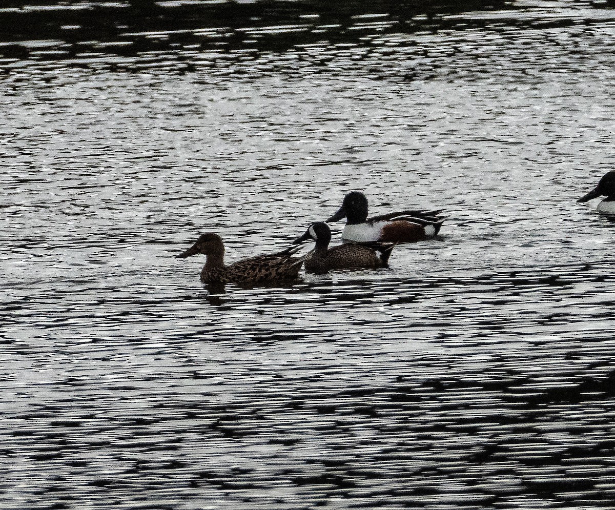 Blue-winged Teal - ML144602571