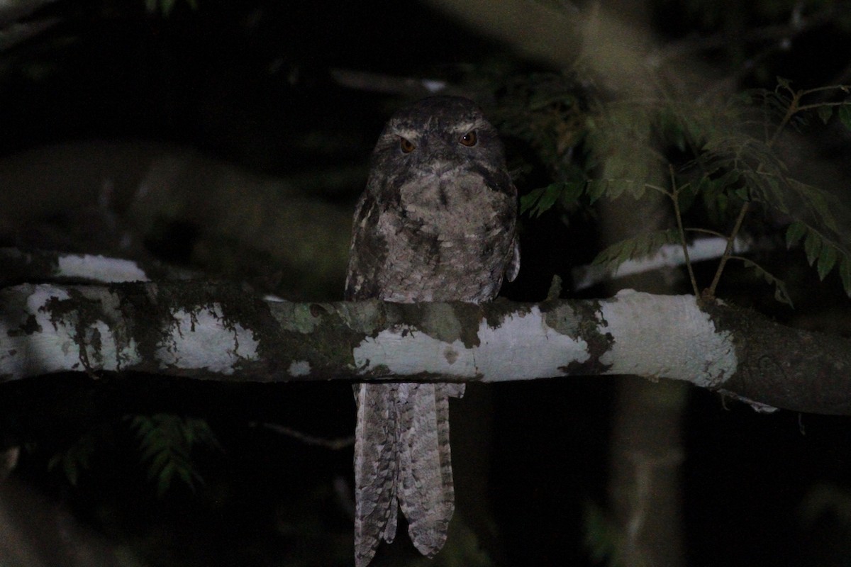 Marbled Frogmouth - ML144602731
