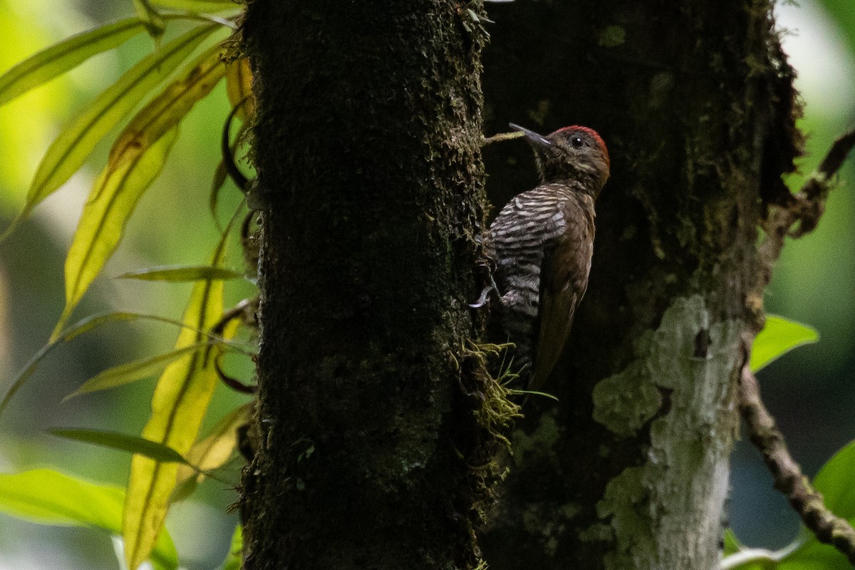 Red-stained Woodpecker - Ken Chamberlain