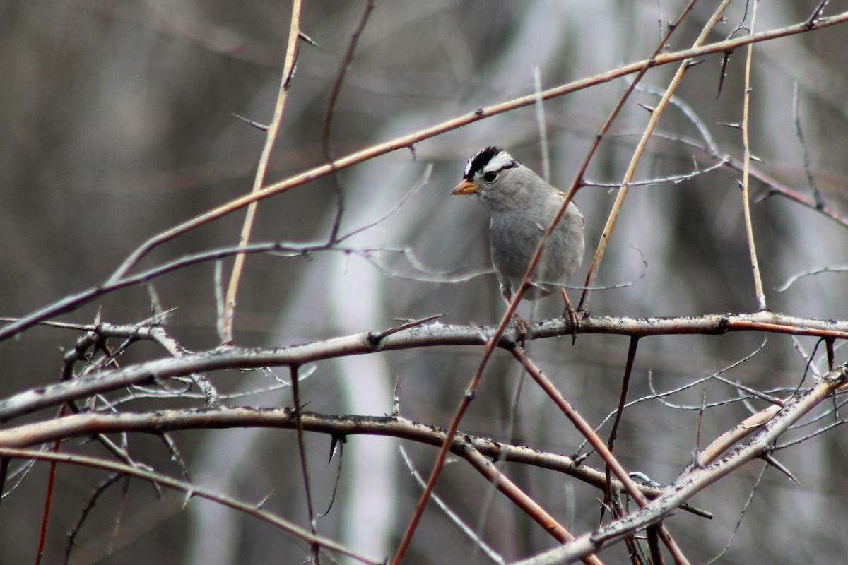 White-crowned Sparrow - David Lerwill