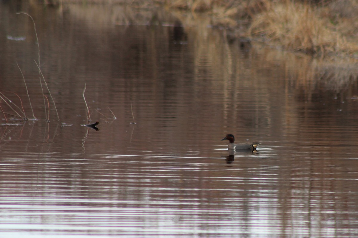 Green-winged Teal - ML144604921