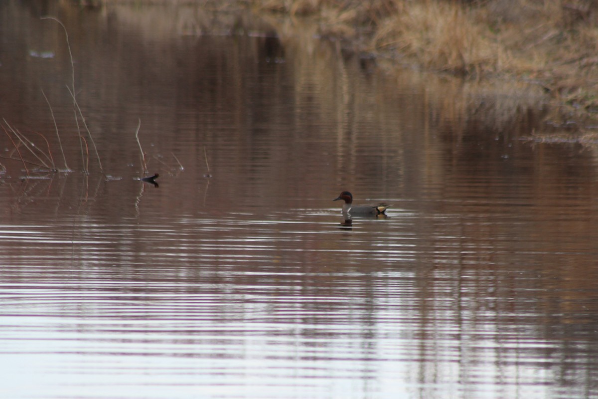 Green-winged Teal - ML144604931