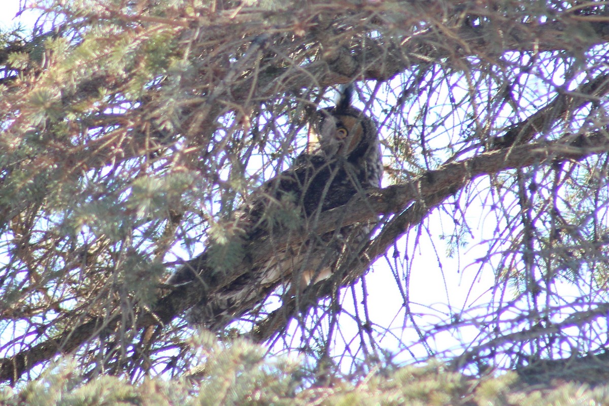Long-eared Owl - ML144605021