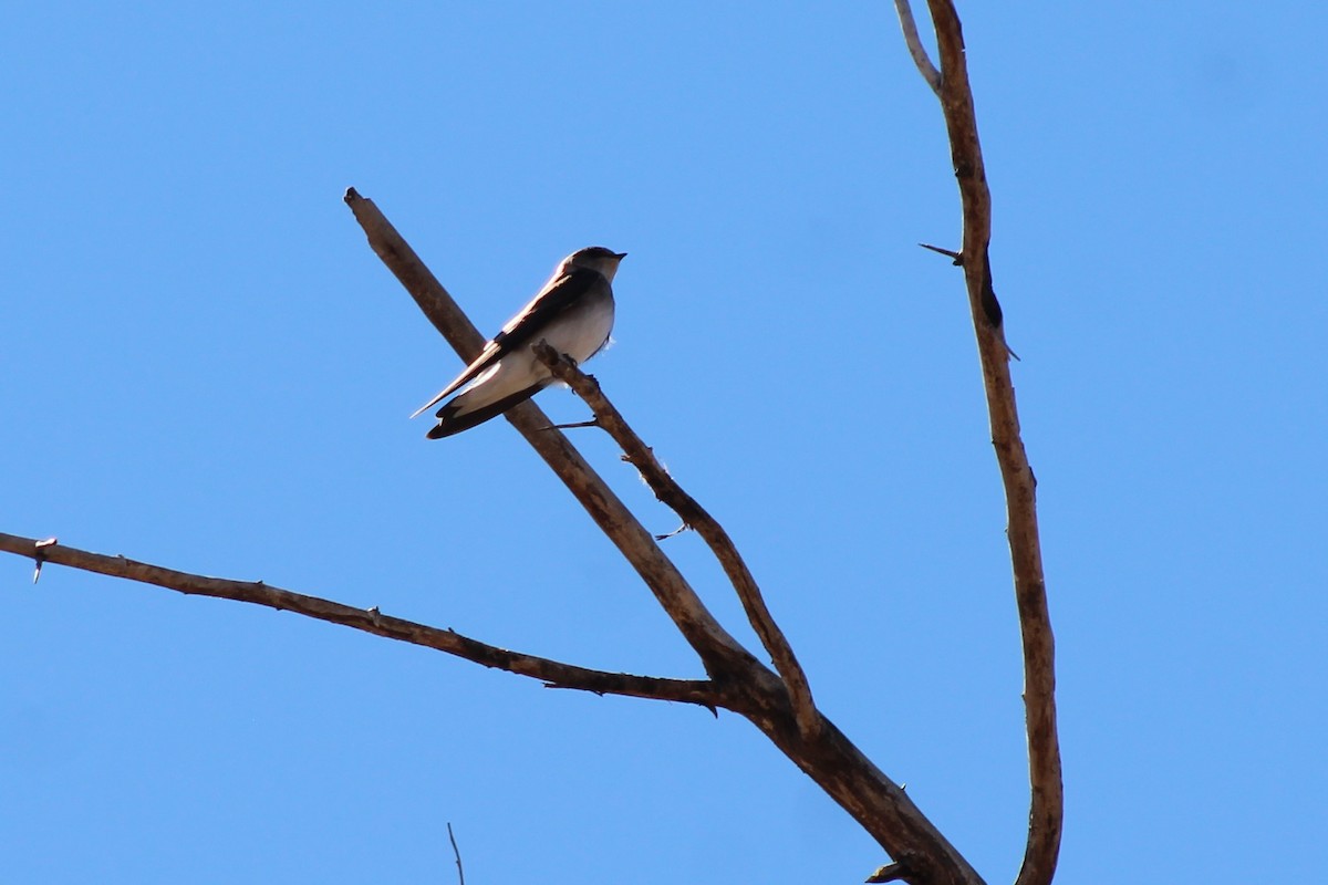 Northern Rough-winged Swallow - ML144605941