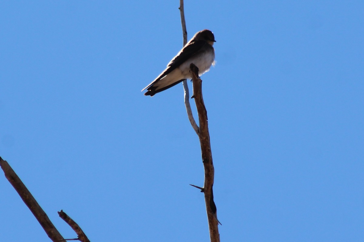 Northern Rough-winged Swallow - David Lerwill