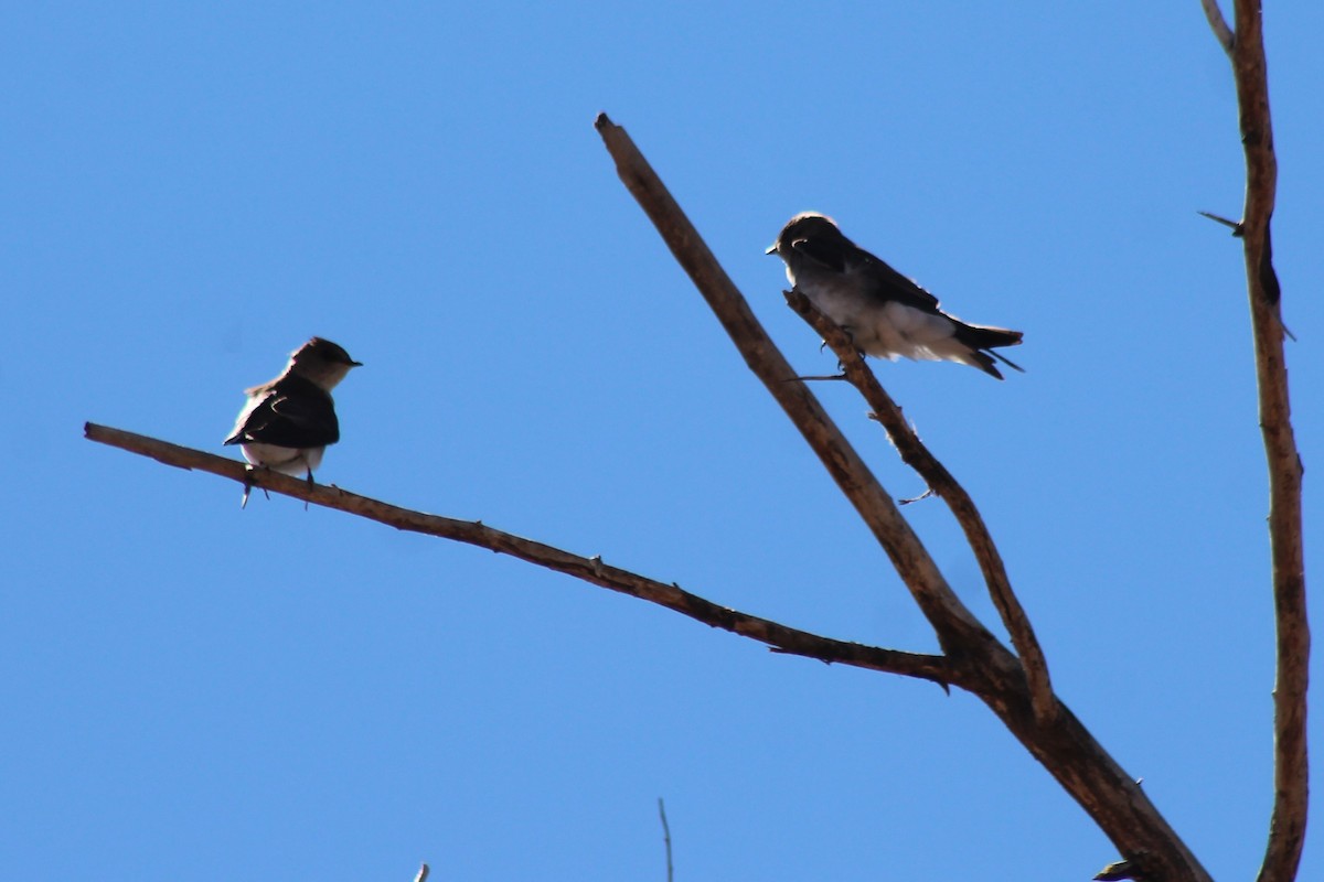Northern Rough-winged Swallow - ML144605981