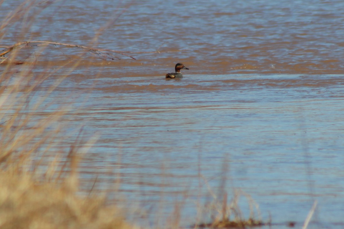 Green-winged Teal - ML144606011