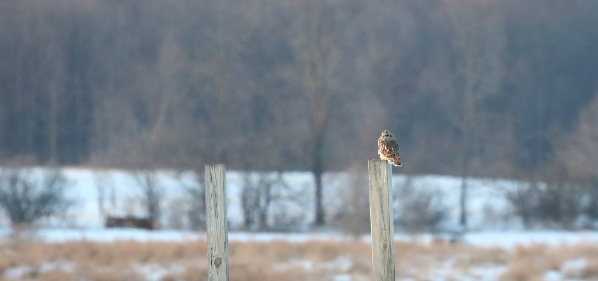 Short-eared Owl (Northern) - John Deitsch