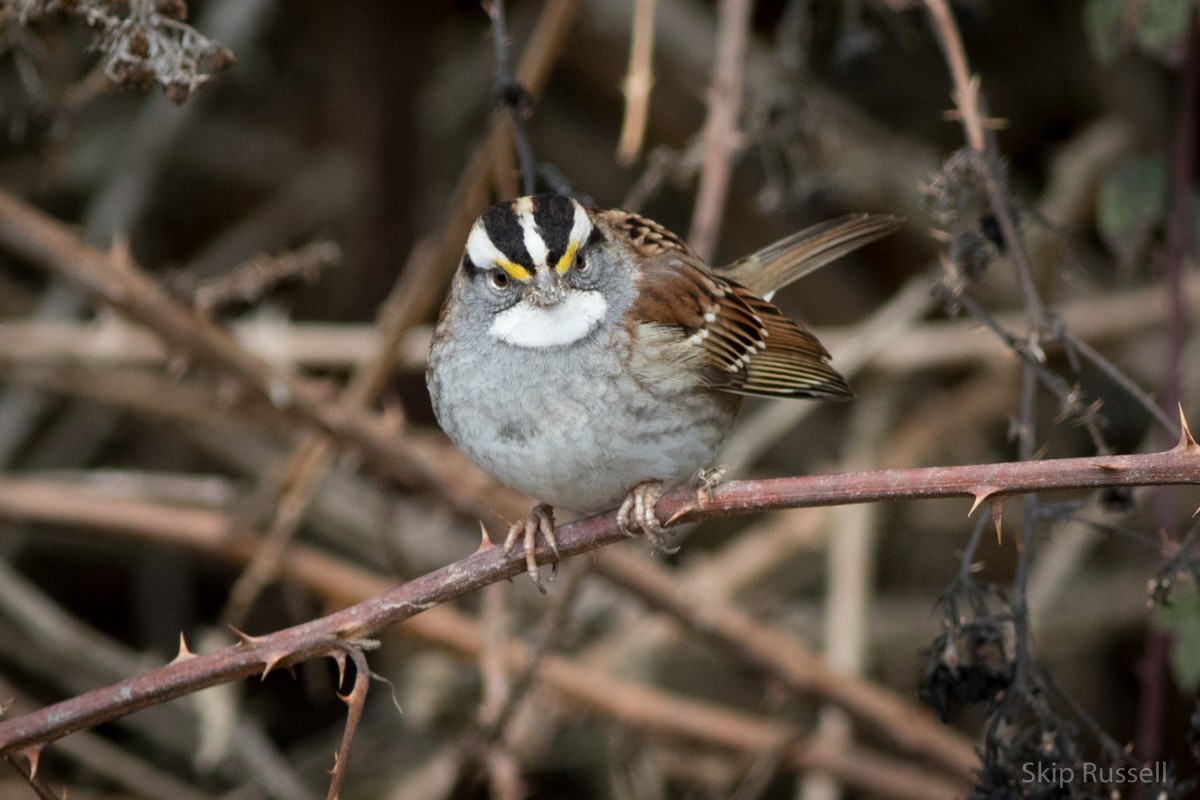 White-throated Sparrow - Skip Russell