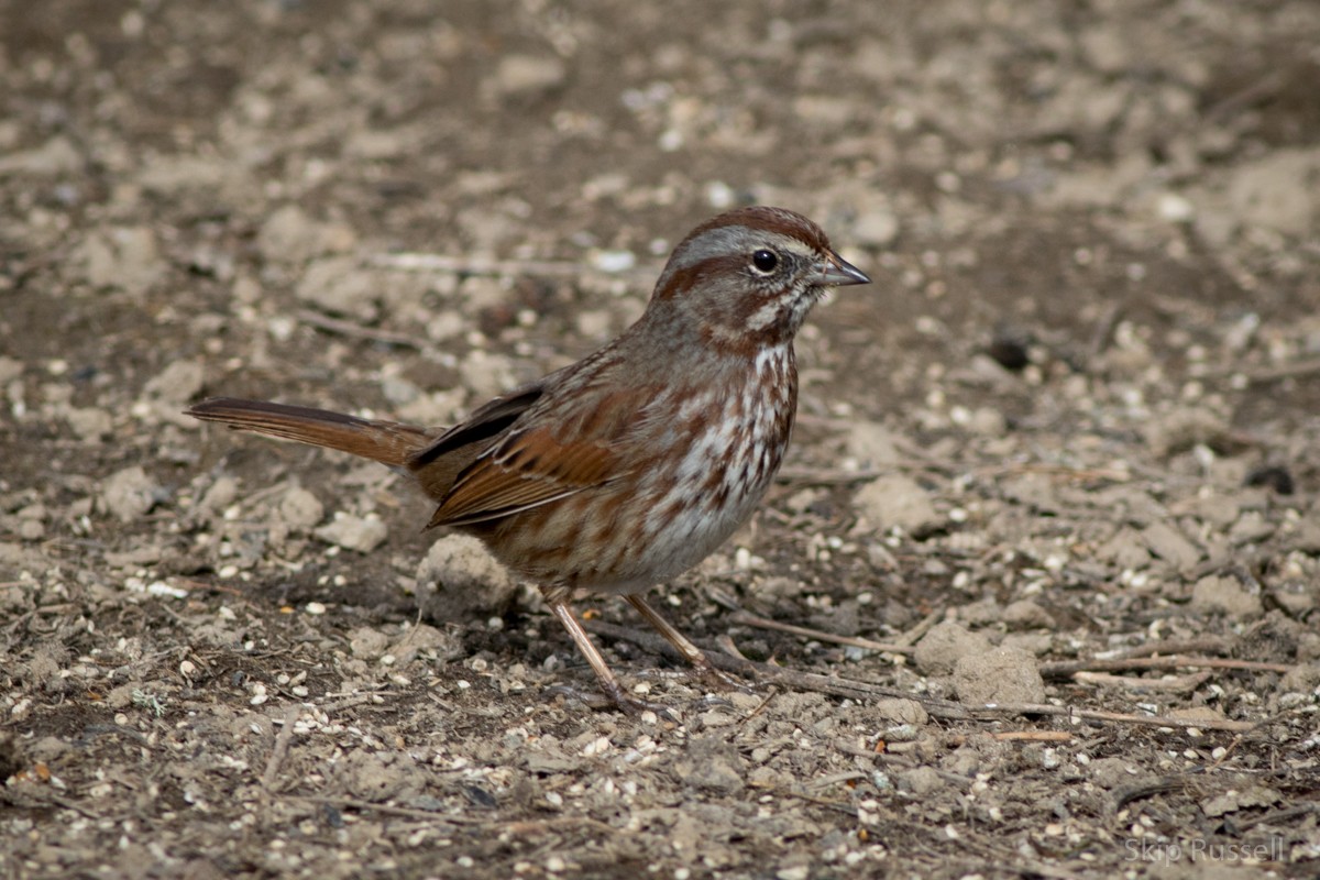 Song Sparrow - Skip Russell