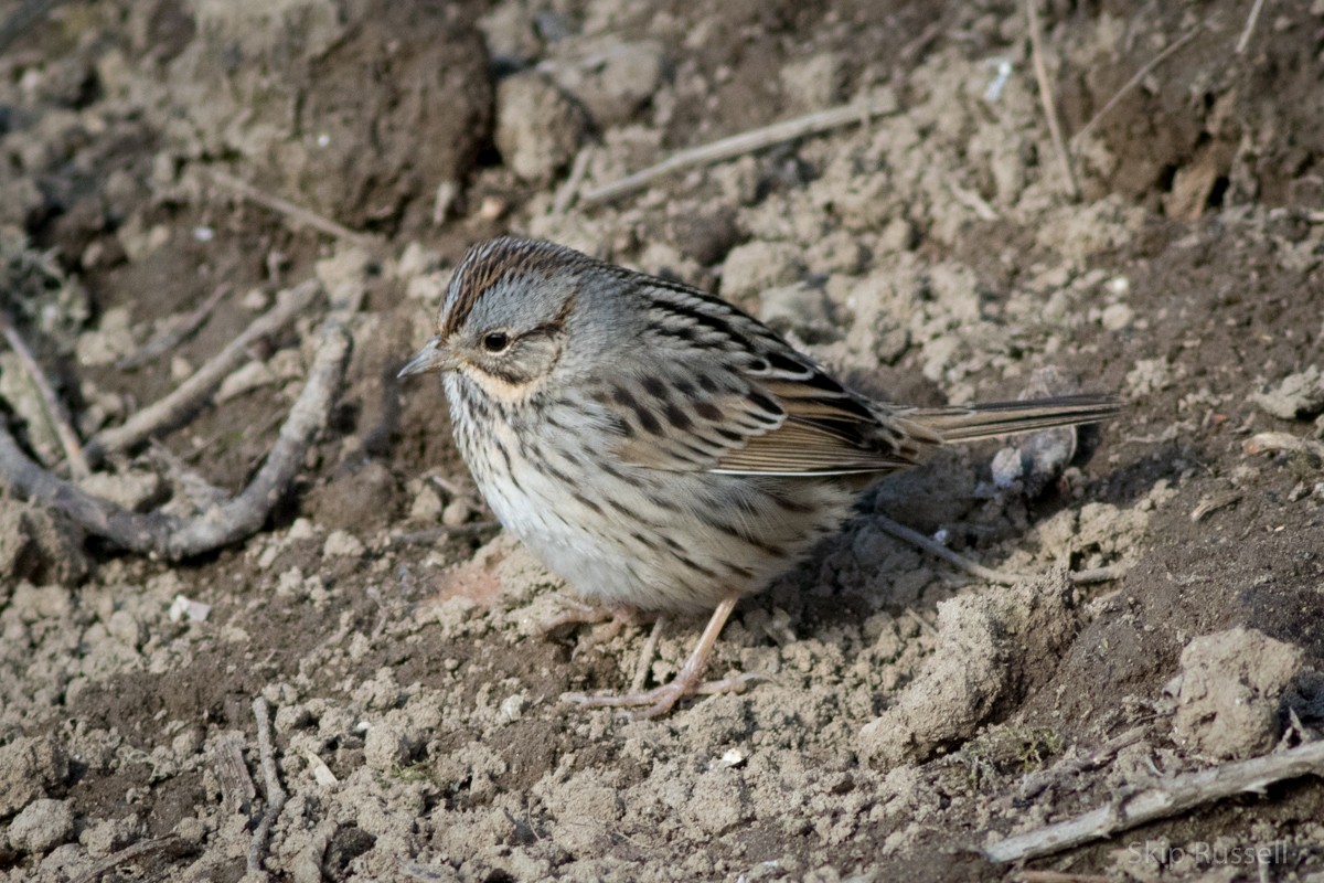 Lincoln's Sparrow - Skip Russell