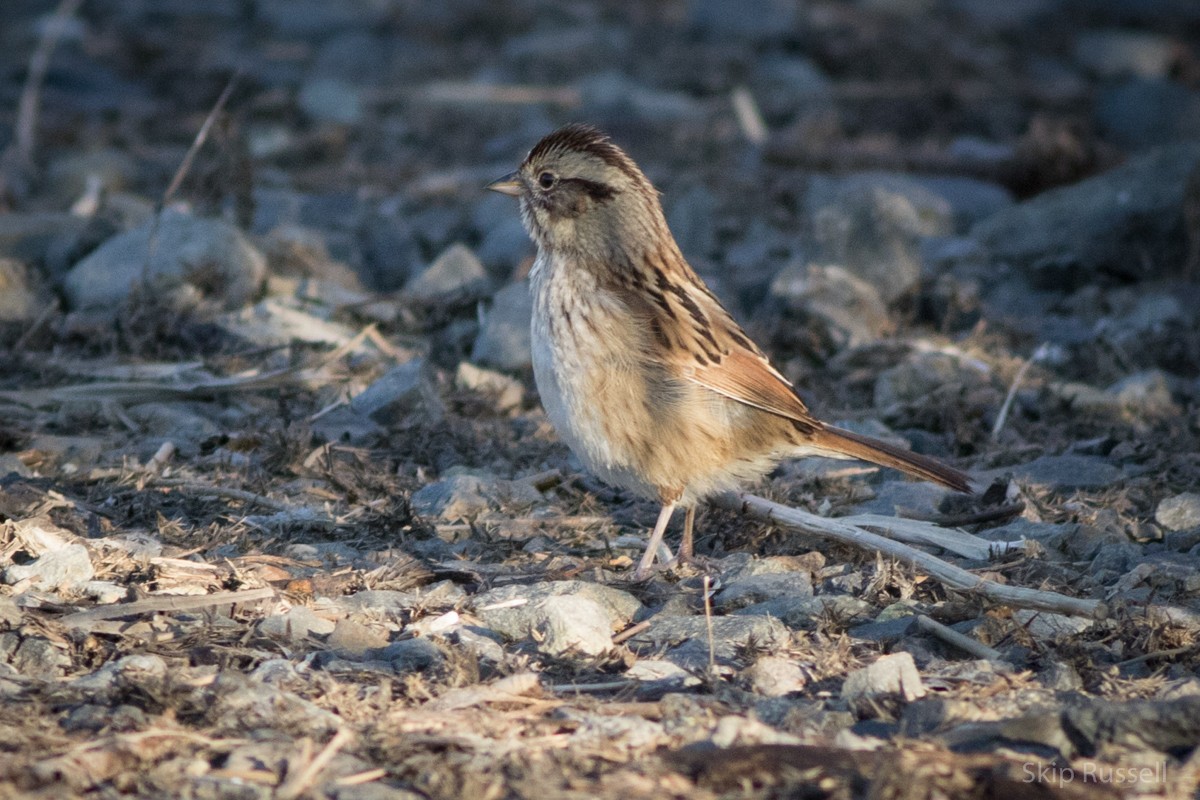 Swamp Sparrow - Skip Russell