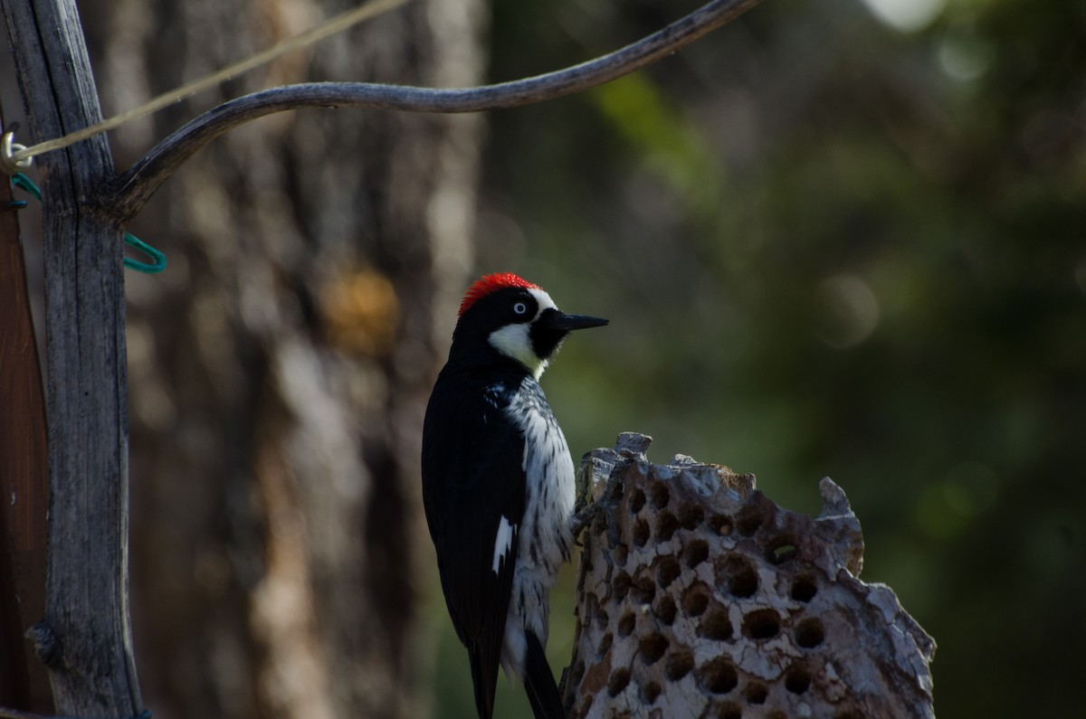 Acorn Woodpecker (Acorn) - Janina Glovatchi