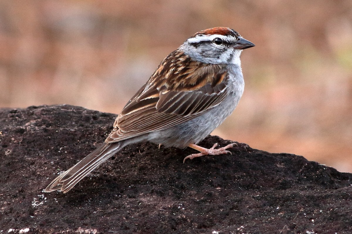 Chipping Sparrow - ML144613541