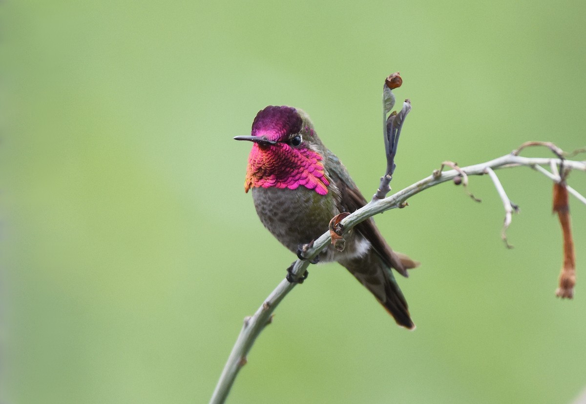 Anna's Hummingbird - Christopher Lindsey