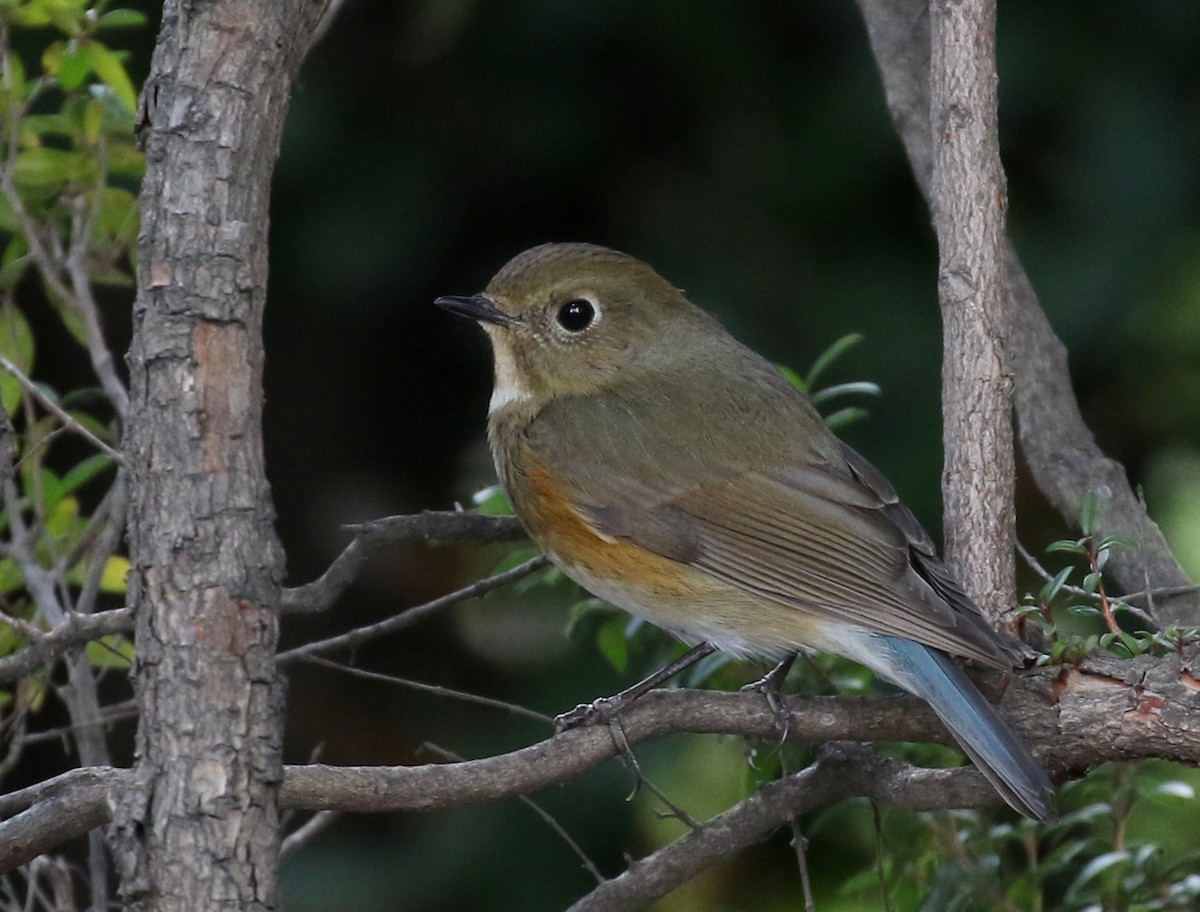 Red-flanked Bluetail - ML144614391
