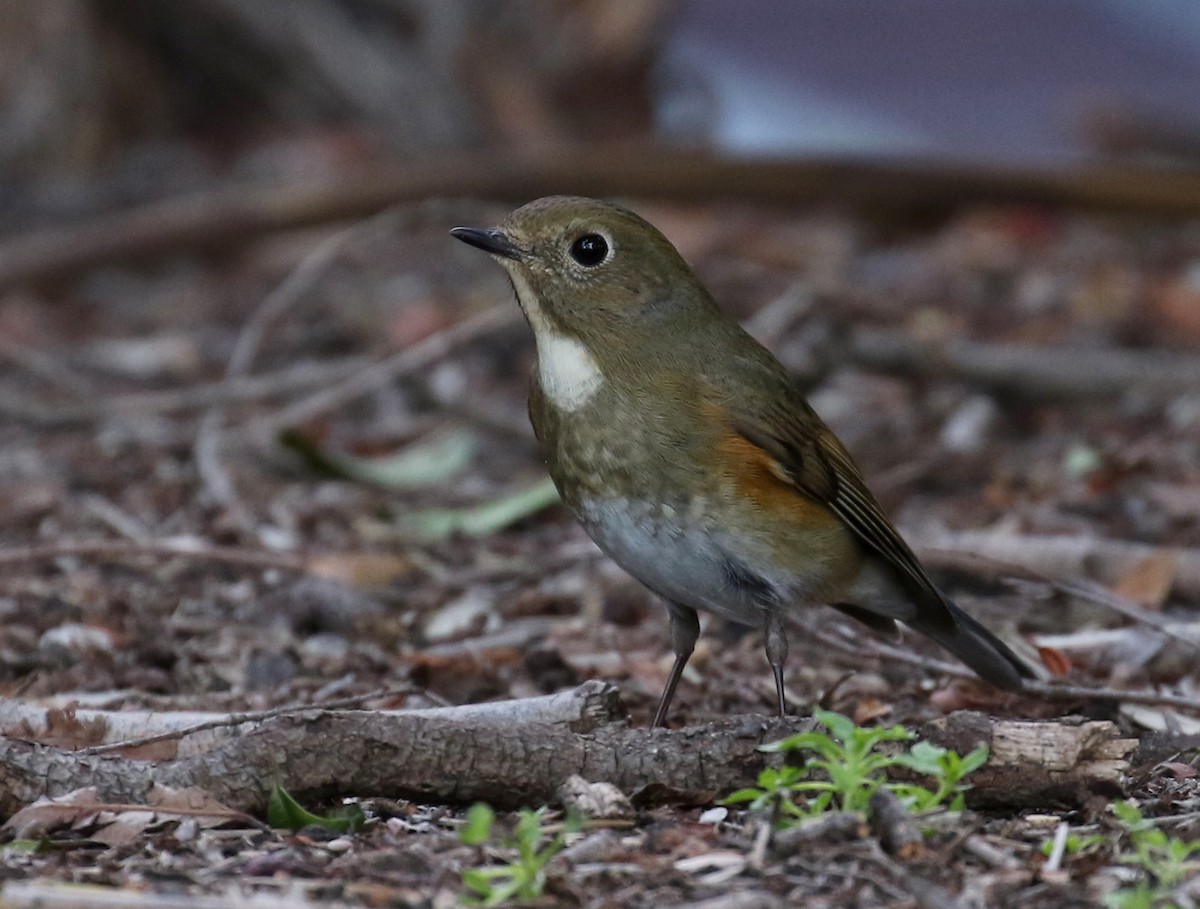 Red-flanked Bluetail - ML144614401