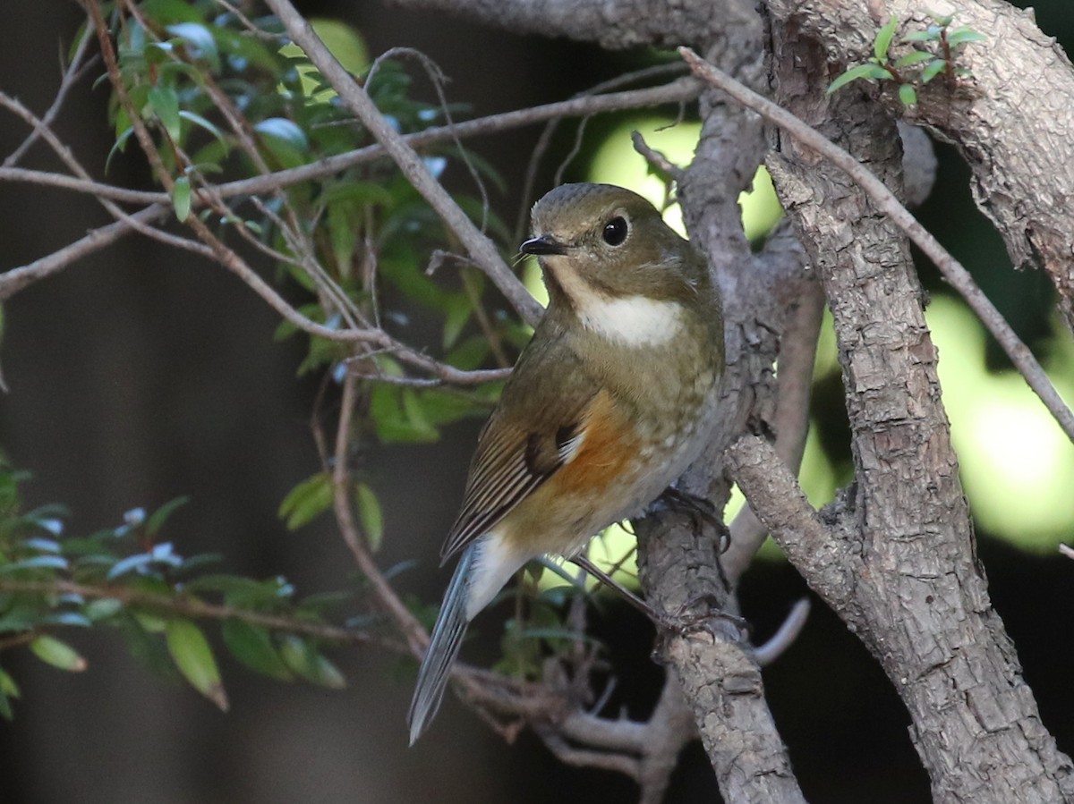 Red-flanked Bluetail - ML144614411