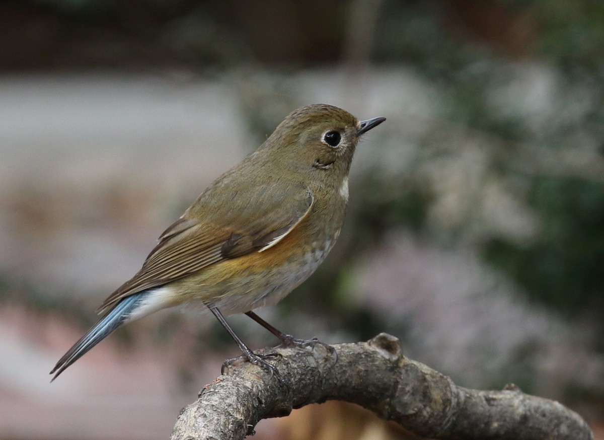 Red-flanked Bluetail - ML144614421
