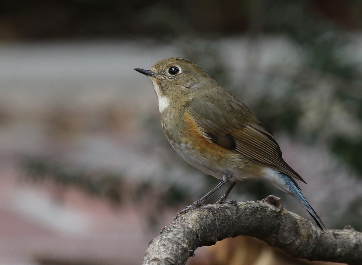 Red-flanked Bluetail - ML144614431