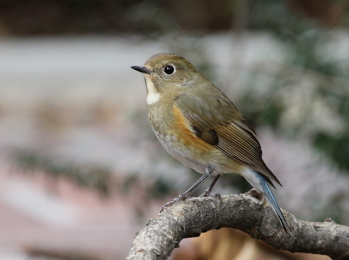 Red-flanked Bluetail - Matthew Grube