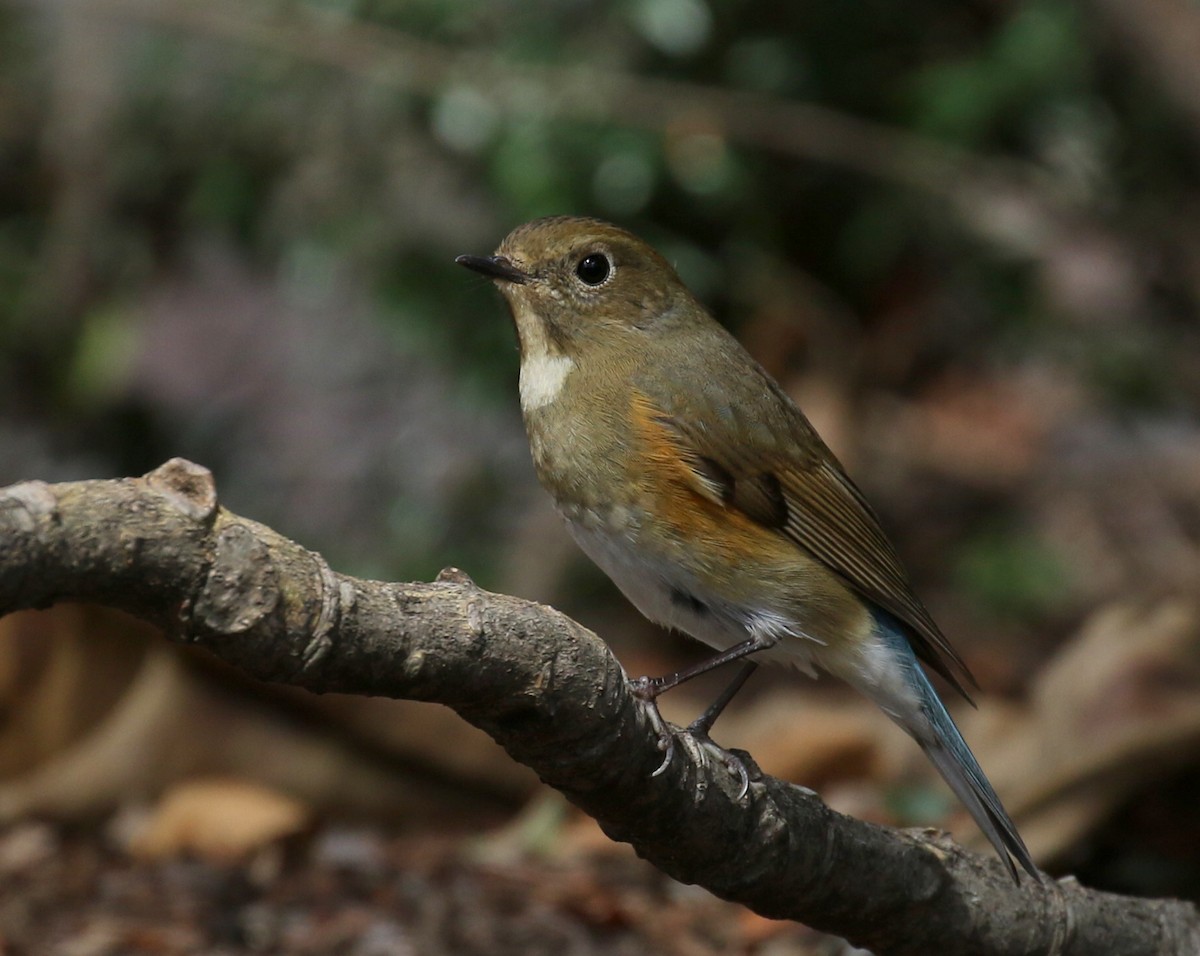Red-flanked Bluetail - ML144614451