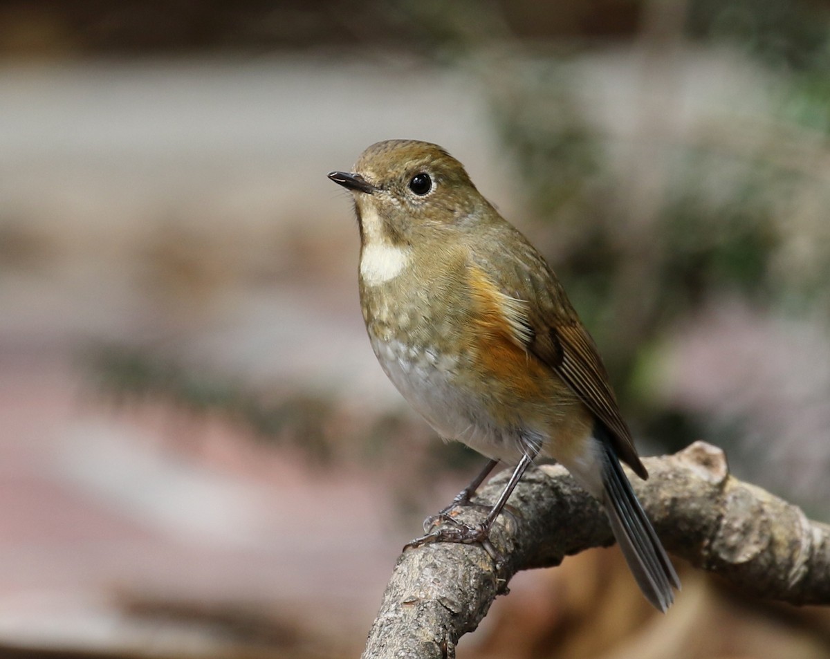 Red-flanked Bluetail - ML144614461