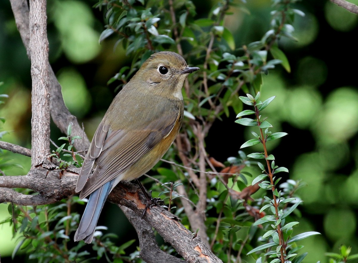 Red-flanked Bluetail - ML144614471