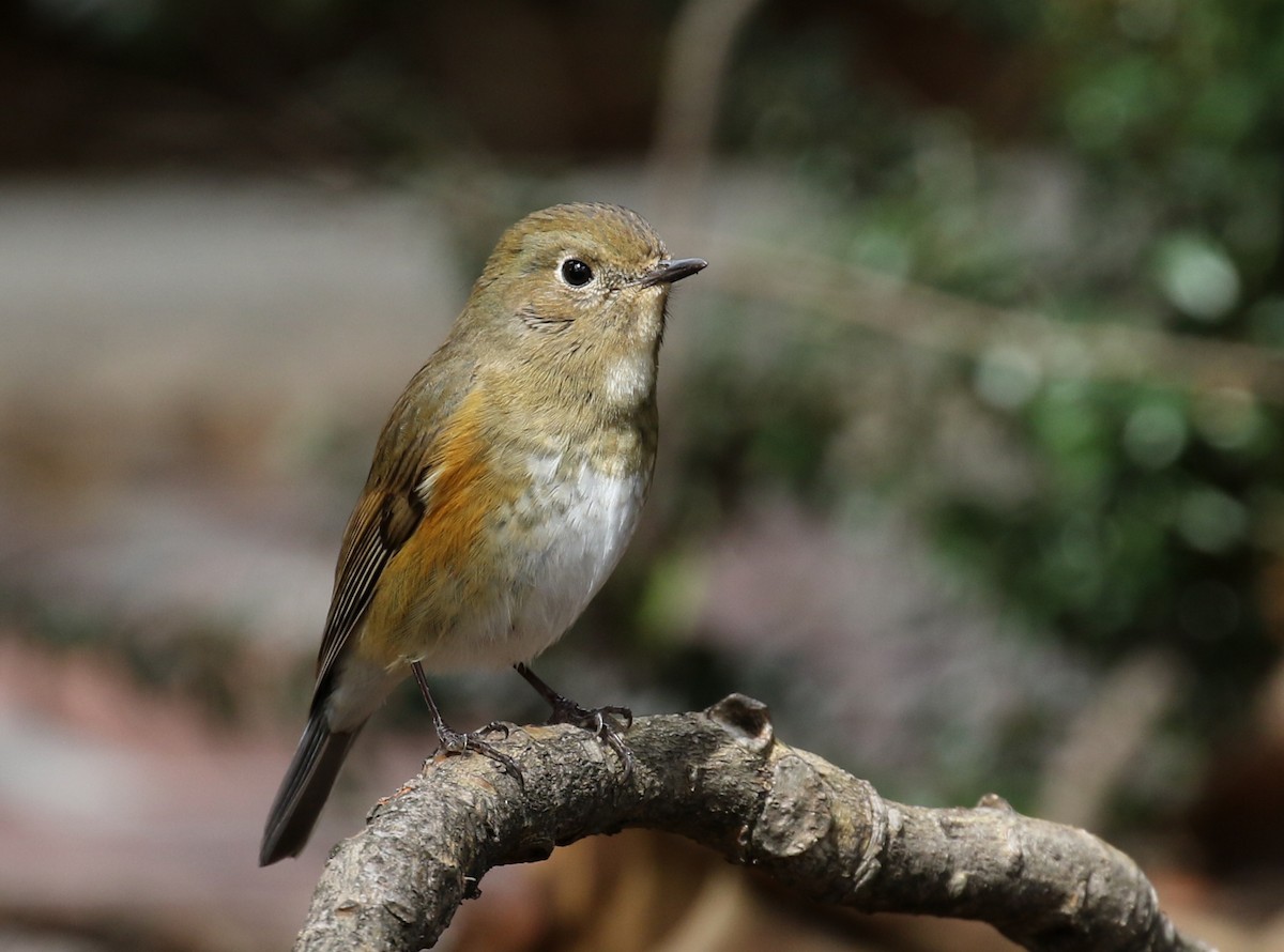 Red-flanked Bluetail - ML144614481