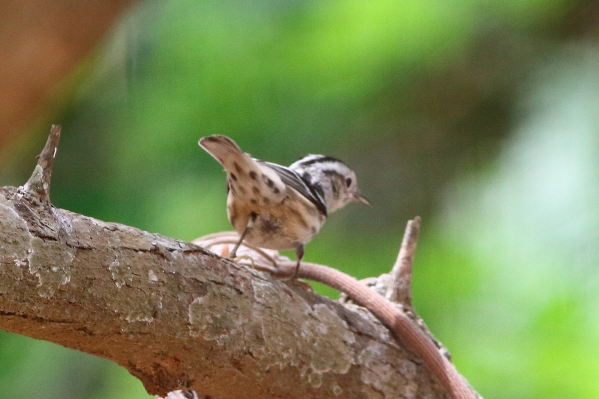 Black-and-white Warbler - ML144619071