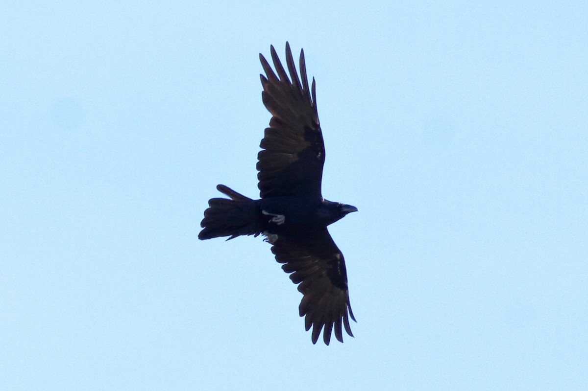 Common Raven - Manfred Bienert