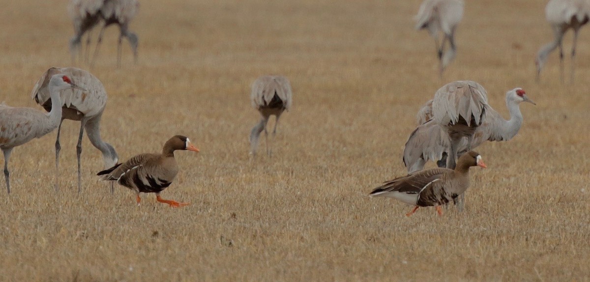 Greater White-fronted Goose - Timo Mitzen