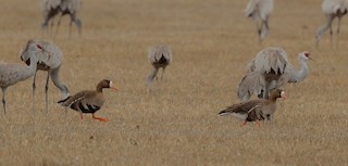 Greater White-fronted Goose, ML144623371