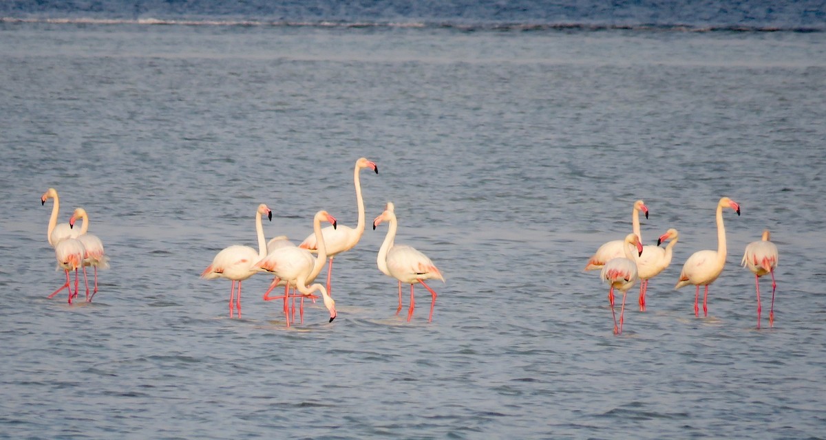 Greater Flamingo - ML144623711