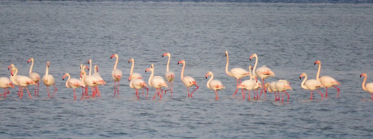 Greater Flamingo - ML144623791