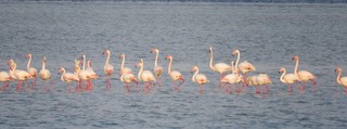 Greater Flamingo, ML144623791