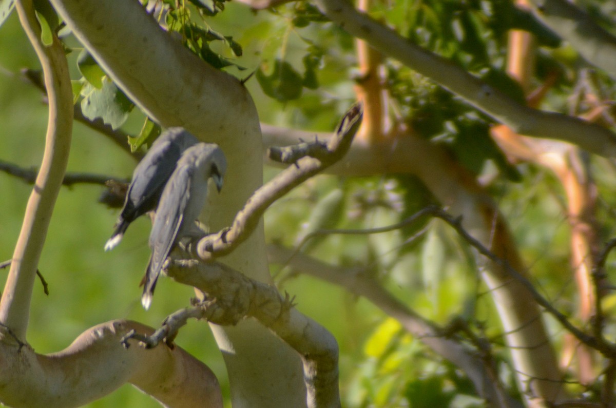 Black-faced Woodswallow - Jafet Potenzo Lopes