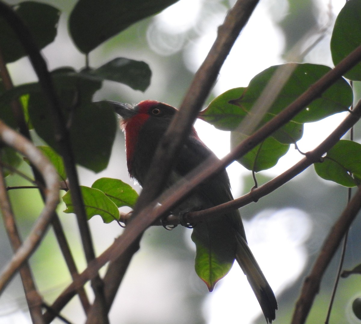Red-bearded Bee-eater - Phoenix Kwan
