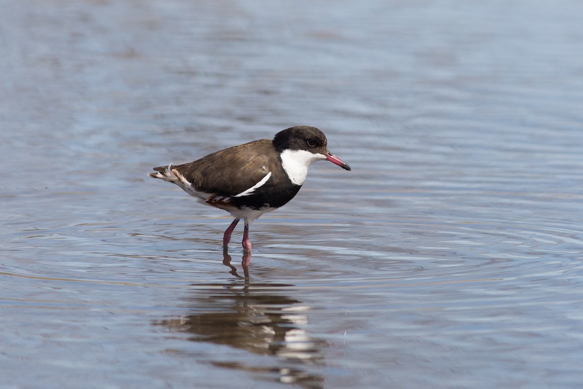 Red-kneed Dotterel - ML144627551