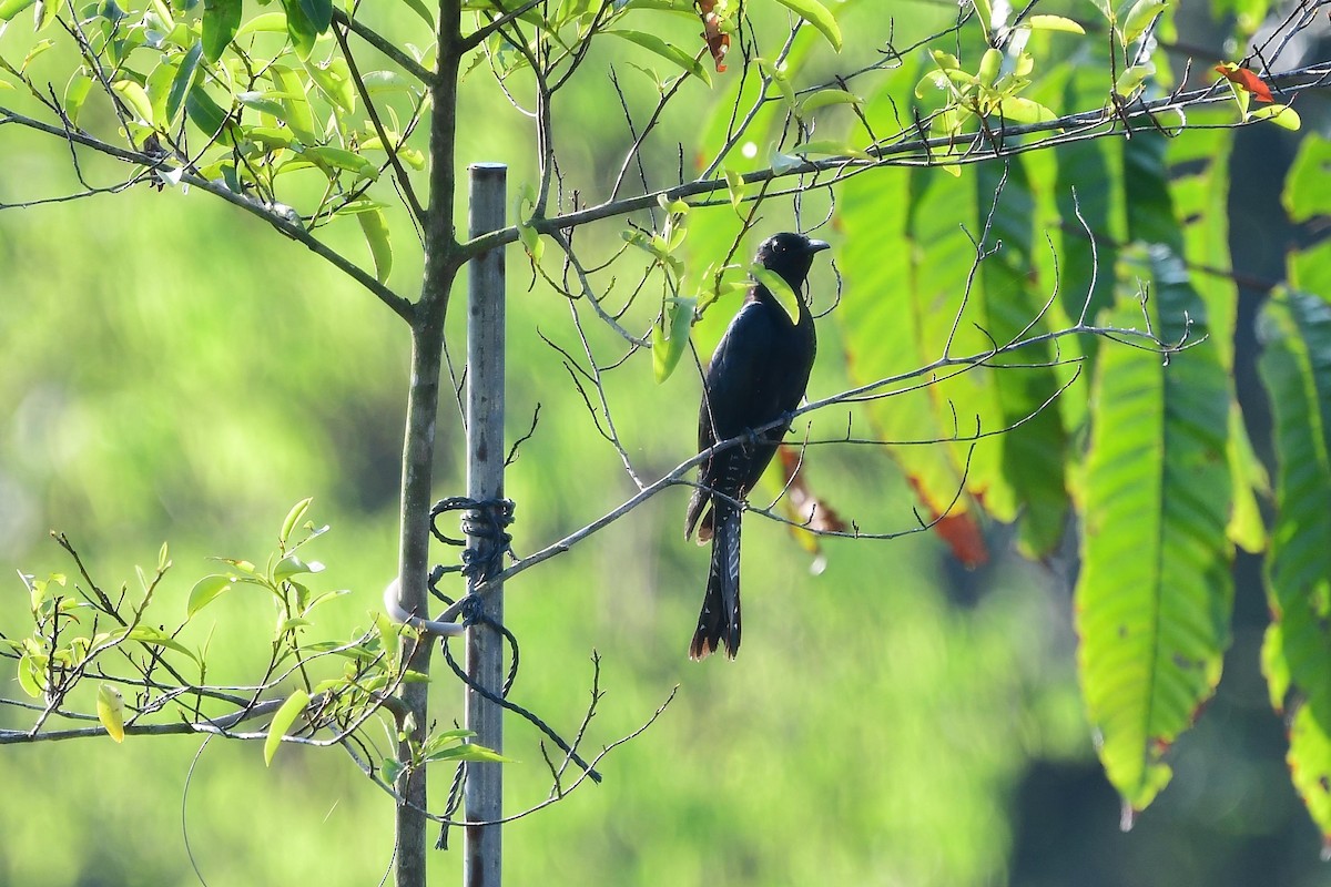 Square-tailed Drongo-Cuckoo - Anonymous