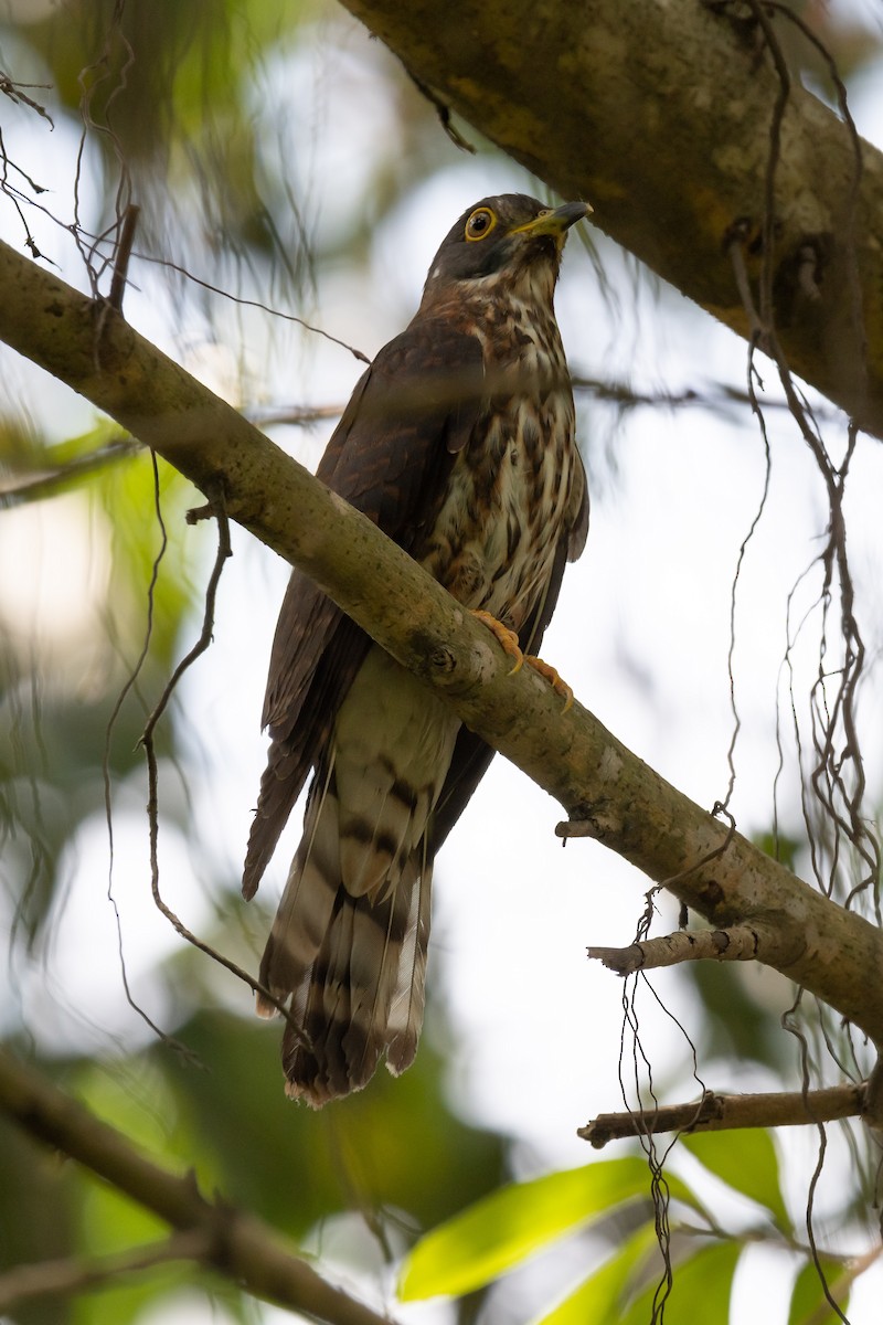Hodgson's Hawk-Cuckoo - ML144629791