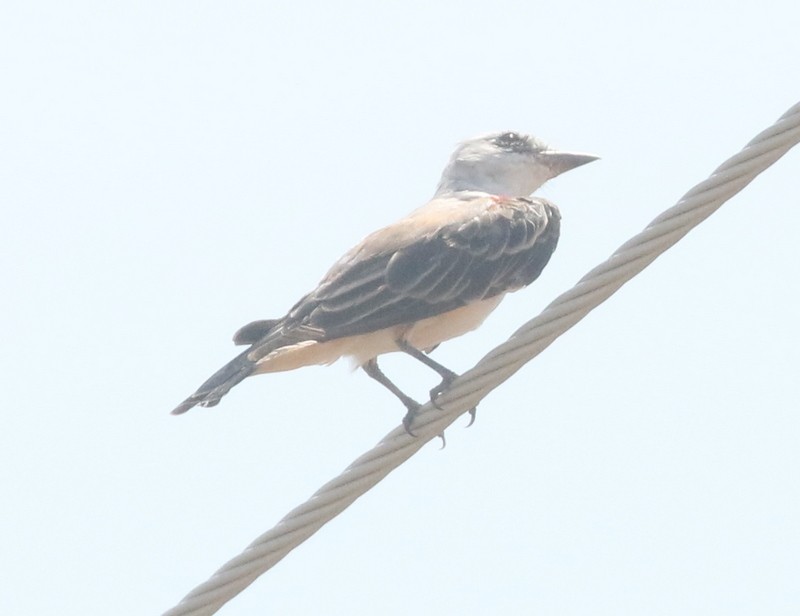 Western Kingbird x Scissor-tailed Flycatcher (hybrid) - logan kahle