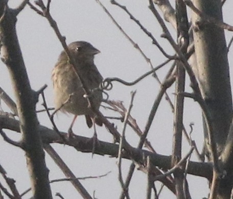 Henslow's Sparrow - logan kahle
