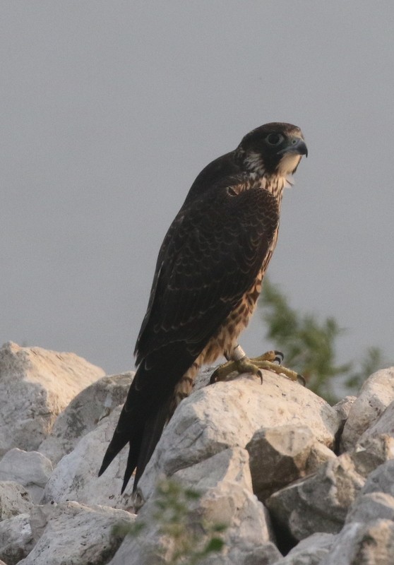 Peregrine Falcon - logan kahle