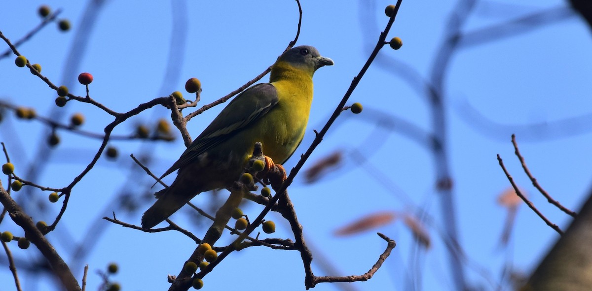 Yellow-footed Green-Pigeon - mathew thekkethala