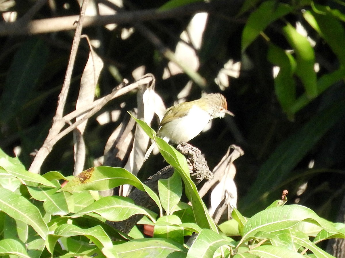 Common Tailorbird - ML144634111